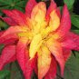 Amaranthus Illumination 100 seeds * Stunning Color * Eye catching * E58