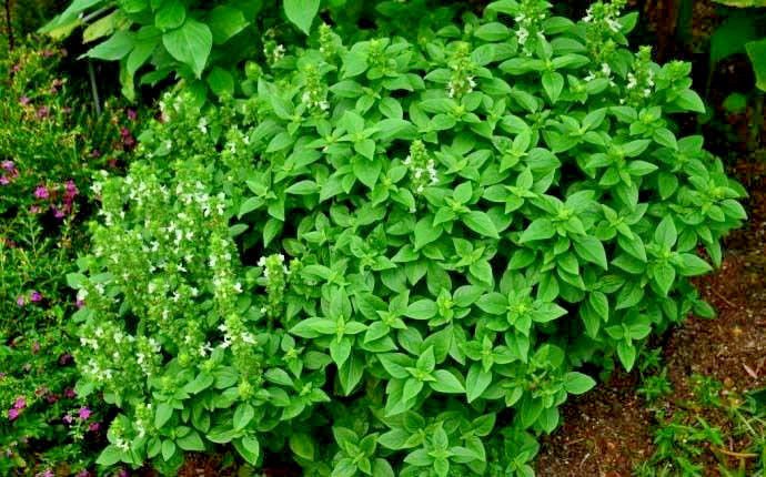 Basil - Spicy Globe 100 seeds * Grow your own herb * ez grow * *SHIPPING FROM US* CombSH B15