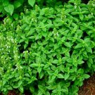 Basil - Spicy Globe 100 seeds * Grow your own herb * ez grow * *SHIPPING FROM US* CombSH B15