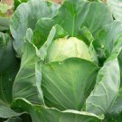 Charleston Wakefield Cabbage 500 seeds * Non GMO* ez grow * E75