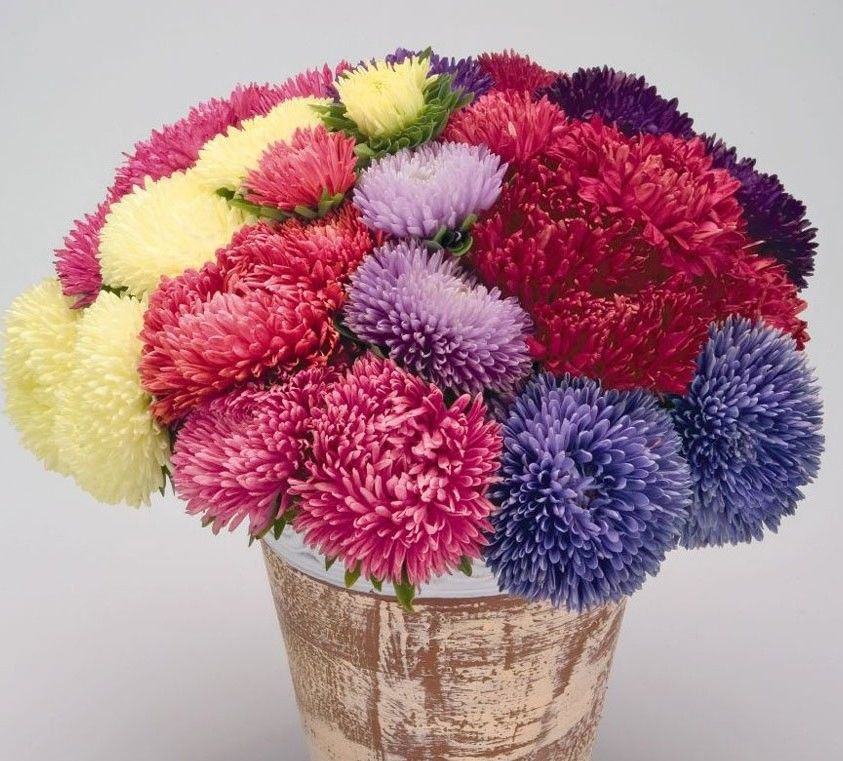 Aster Powder Puff mix 100 seeds * Cut flower * Gorgeous * *SHIPPING ...