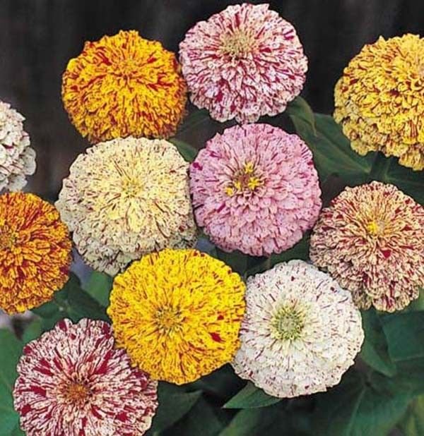 Zinnia Peppermint Stick Mix 100 seeds * Unusual Color *Cut Flower* *SHIPPING FROM US* CombSH D33