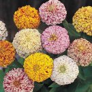 Zinnia Peppermint Stick Mix 100 seeds * Unusual Color *Cut Flower* *SHIPPING FROM US* CombSH D33