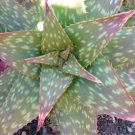 Quiver tree Aloe dichotoma 5 SEEDS  * exotic succulent * *SHIPPING FROM US* CombSH C55