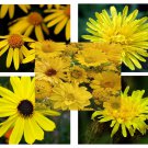 Yellow Color Shades Wild flowers Approximate 100 seeds *easy grow* garden *SHIPPING FROM US* CombSH