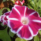 Morning Glory Rosita Ipomoea Nil 5 seeds* Easy Grow * Gorgeous * unusual *SHIPPING FROM US* CombSH