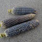 Blue Popcorn 50 seeds * Grow you own popcorn * Ornamental *SHIPPING FROM US* CombSH G1