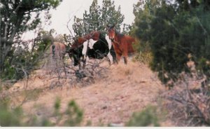 horses 1   unframed