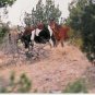 horses 1   unframed