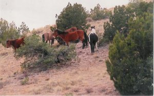 horses 2  unframed