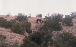 horses 4   unframed