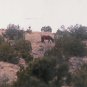 horses 4   unframed