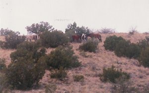 horses  5  unframed