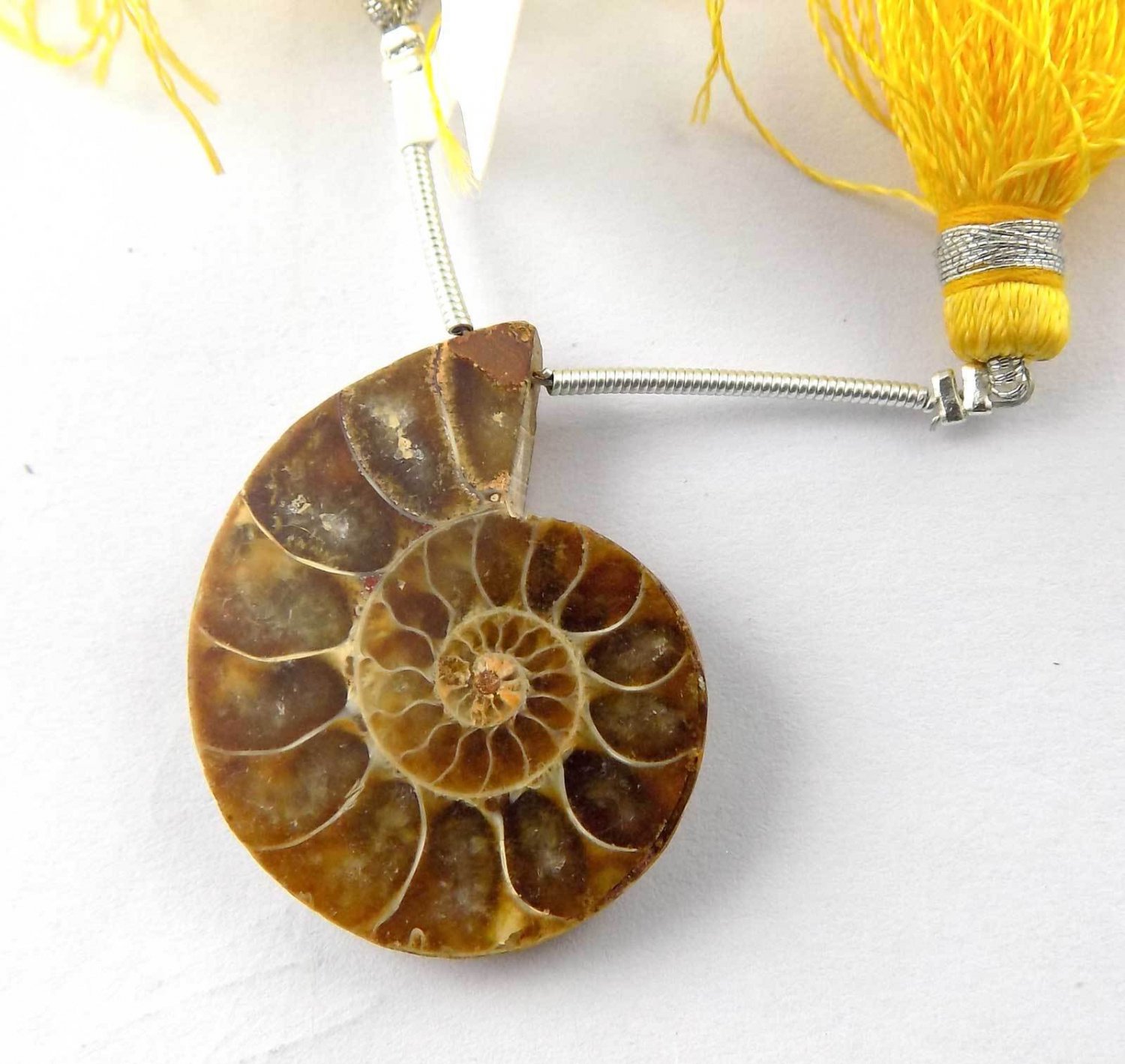 1 Pcs Natural Ammonite Snake Fossil Slice Shells Uneven 29x23mm For Sale