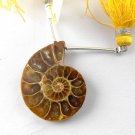 1 Pcs Natural Ammonite Snake Fossil Slice Shells Uneven 29x23mm  For Sale