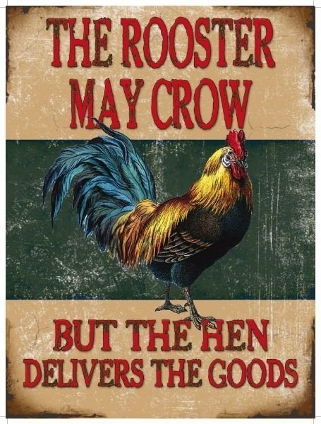 Rooster May Crow, Funny Comedy Chicken, House, Pub, Small Metal/Tin Sign Picture