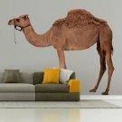 Big Camel Full Color Wall Decal Sticker AN-102 FRST