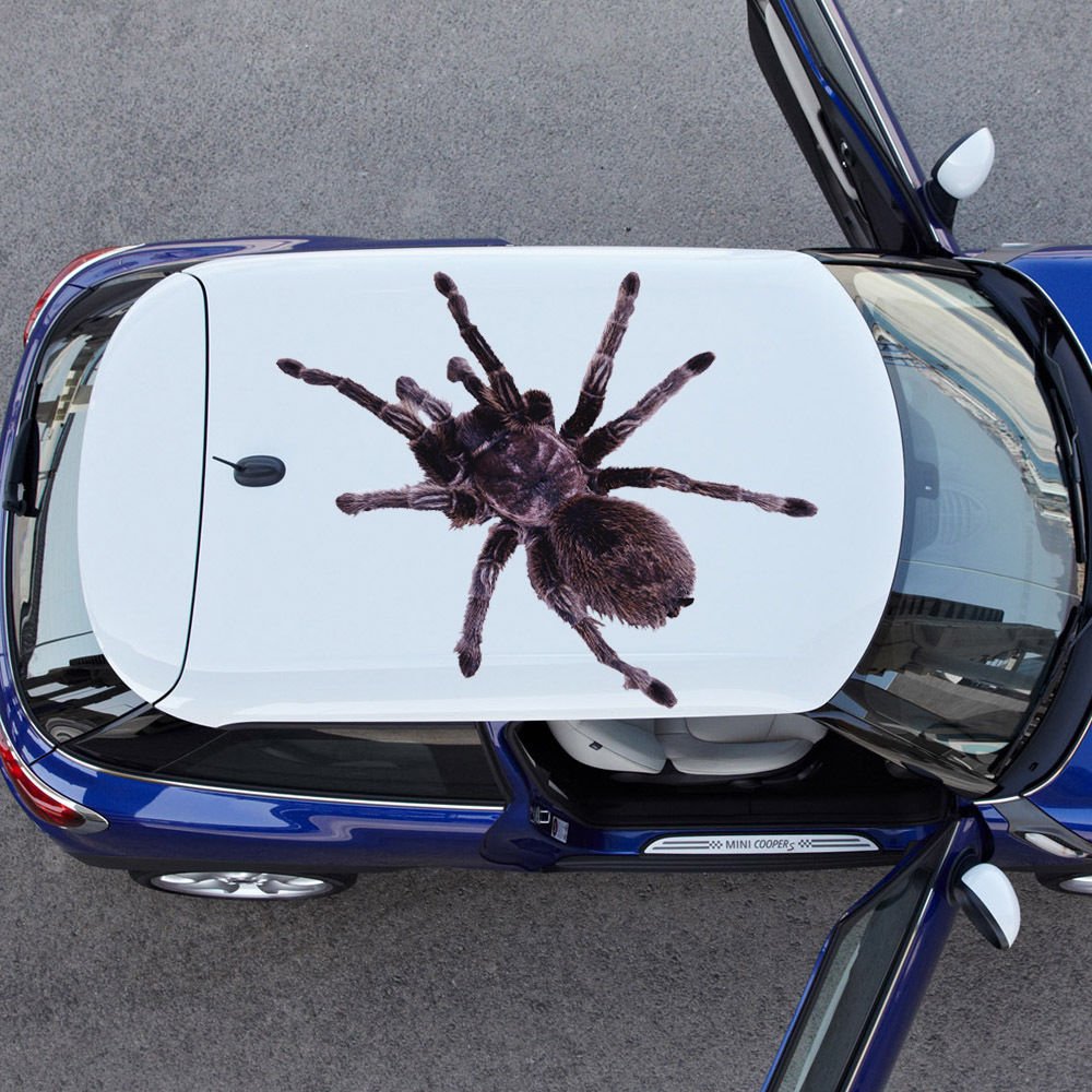 Tarantula Spider Wildlife Insects Full Color Car Decal Sticker KC-190 FRST