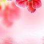 Orchid flowers ,Flowers non woven wallpaper, photo wallpaper, Wall mural Orchid