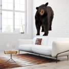 Black Bear Wild Animals Zoo Full Color Wall Decal Sticker KR-76 FRST