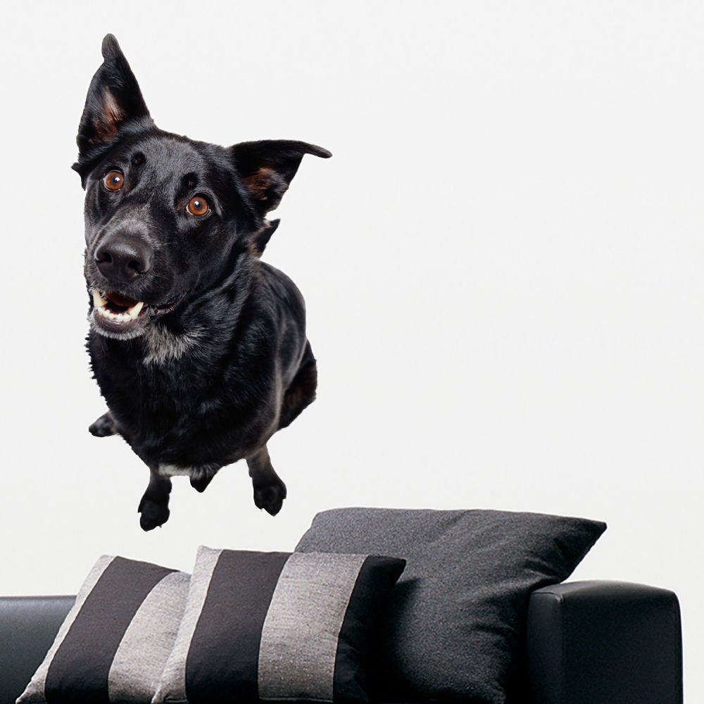 Black Puppy Pet Dog Full Color Wall Decal Sticker AN-122 FRST
