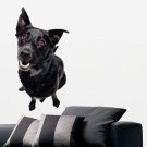 Black Puppy Pet Dog Full Color Wall Decal Sticker AN-122 FRST