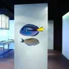 Colorful Fish Full Color Wall Decal Sticker AN-105 FRST