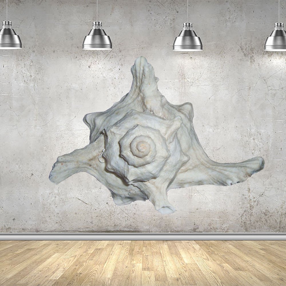 White Seashell Full Color Wall Decal Sticker AN-137 FRST