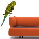 Green Budgerigar Pet Bird Full Color Wall Decal Sticker AN-202 FRST