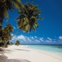 Palm Tree, Paradise, Beach Theme Wallpaper, palms photo wallpaper, Wall mural