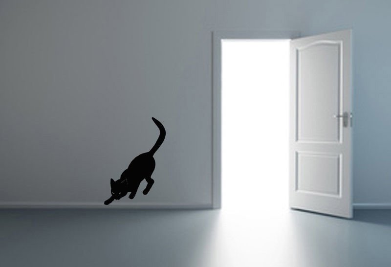 Wall Decor Vinyl Decal Sticker Cat Kitty Curious  tz509
