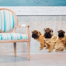 Shar Pei Puppy Dog Pet Full Color Wall Decal Sticker KR-35 FRST