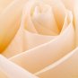 White Rose , Rose, Flowers non woven wallpaper, photo wallpaper, Wall mural