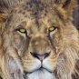 Lion, king of the jungle, predator, non woven photo wallpaper, Wall mural