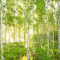 Birch Tree non woven wallpaper, forest,photo wallpaper, Wall mural