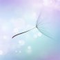 Dandelion Flow air,magic wind non woven wallpaper, photo wallpaper,