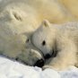 Nursery Room decor Polar bears, animals, north pole, photo non woven wallpaper