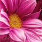 Chrysanthemum flowers ,Flowers non woven wallpaper, photo wallpaper, Wall mural