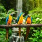 Parrots, Ara, wildlife,Ara parrots, Birds non woven wallpaper, photo wallpaper,