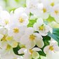 Spring apple tree ,apple, Flowers ,Spring apple tree non woven wallpaper