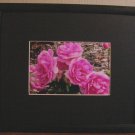 Roses In Black Frame