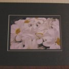 Daisies In Black Frame