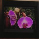 Two Tone Wood Framed Picture