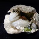 SUPERB SCOLECITE IN GEODE E2#19