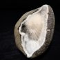 SCOLECITE IN QUARTZ GEODE E2#12