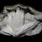 SCOLECITE ON WHITE SPECIMEN E2#14