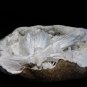 SCOLECITE ON WHITE SPECIMEN E2#14