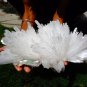 SCOLECITE BALL WITH APOPHYLLITE F-1145