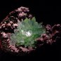 FIRST CLASS POINTED GREEN APOPHYLLITE FLOWER ON CHALCEDONY MATRIX S#1#149