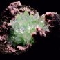 FIRST CLASS POINTED GREEN APOPHYLLITE FLOWER ON CHALCEDONY MATRIX S#1#149